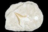 Otodus Shark Tooth Fossil in Rock - Eocene #183766-1
